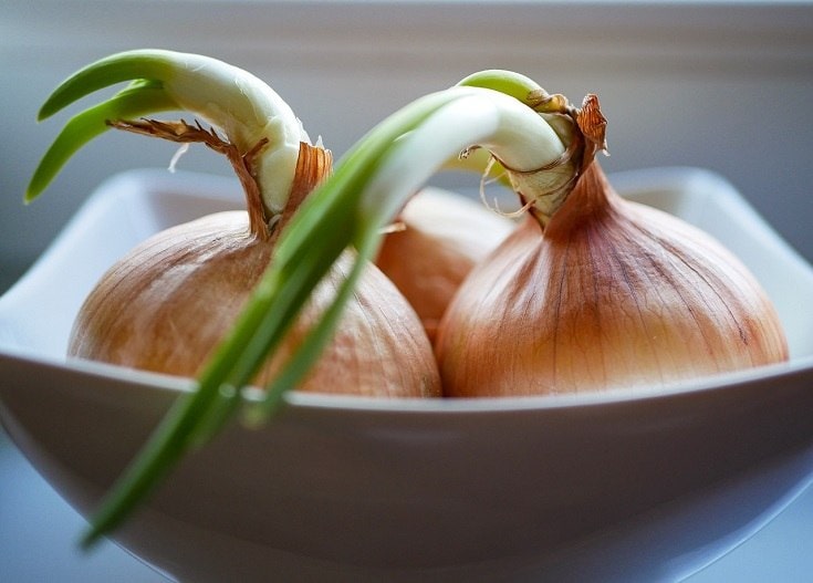 Chive onion