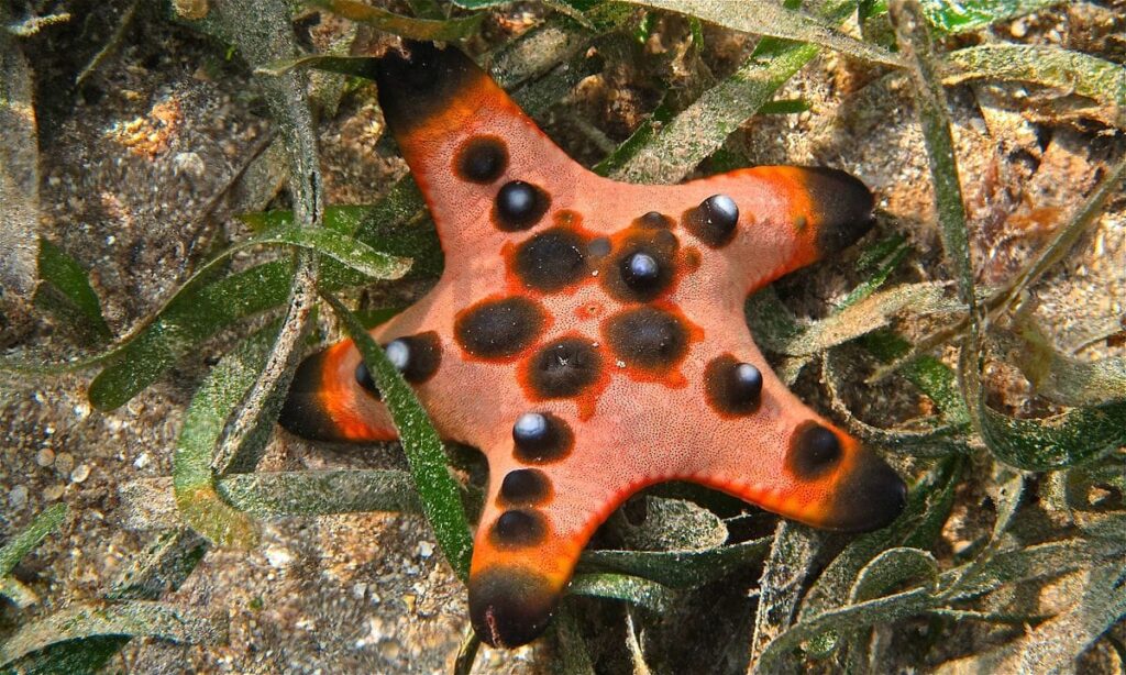 Chocolate Chip Starfish (Protoreaster nodosus) (6055618147)