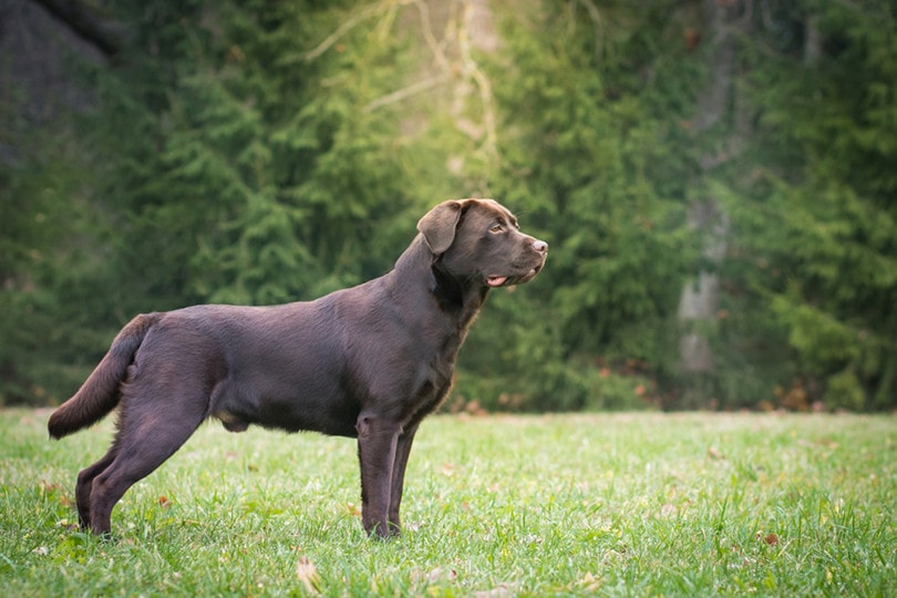 Chocolate Labrador Retriever