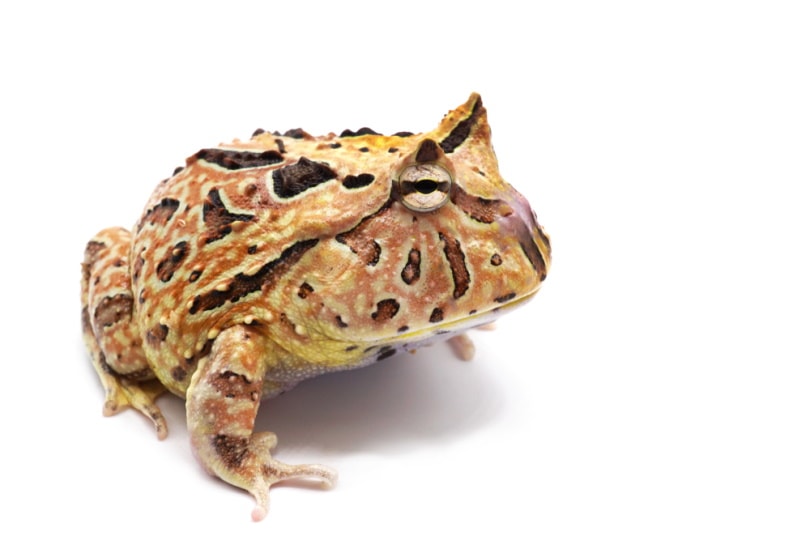 Chocolate mint frog white background