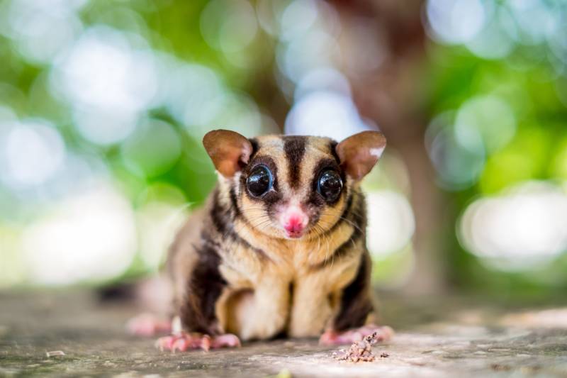 Chubby adorable sugar glider climb on the table