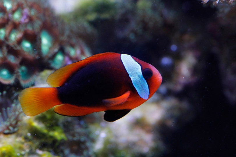 Cinnamon Clownfish in a tank