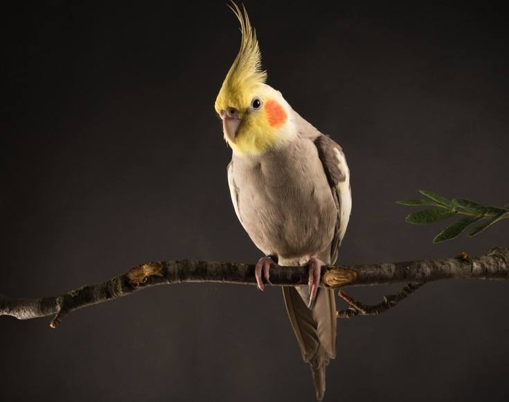 Cinnamon cockatiel_