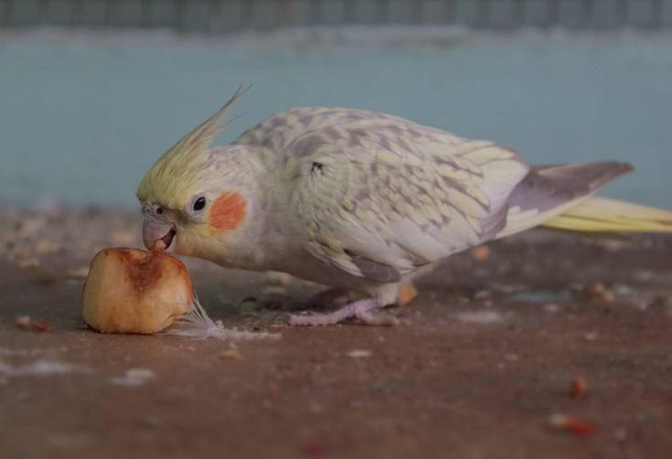 Cinnamon cockatiel