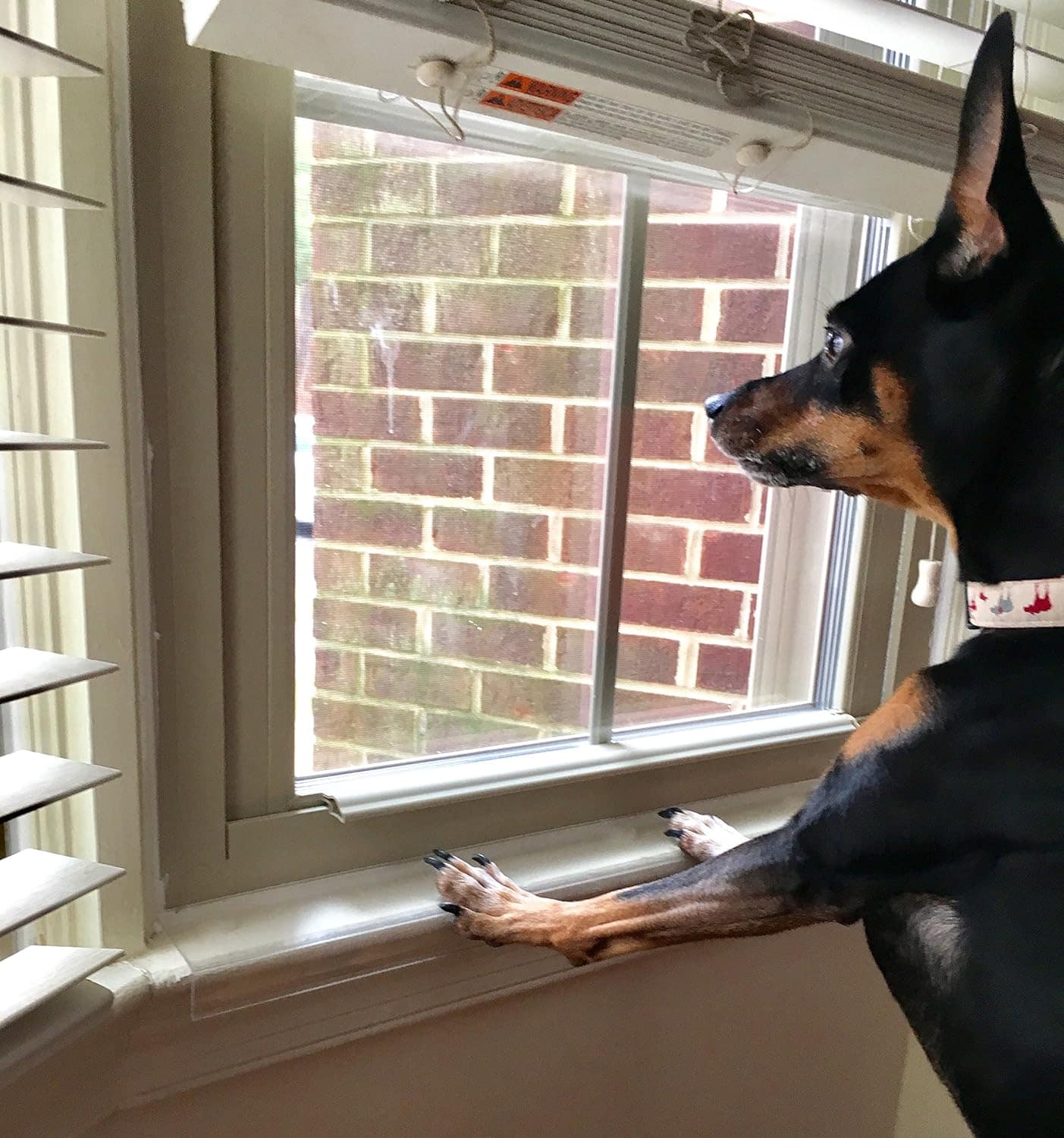 Clear Pet Window Sill Protector