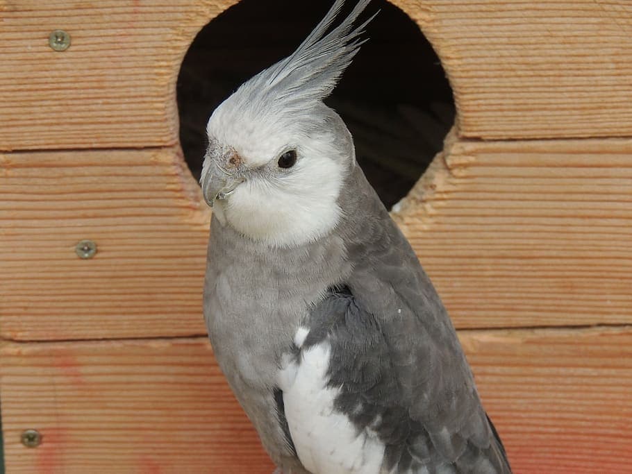 Clear Pied Cockatiel
