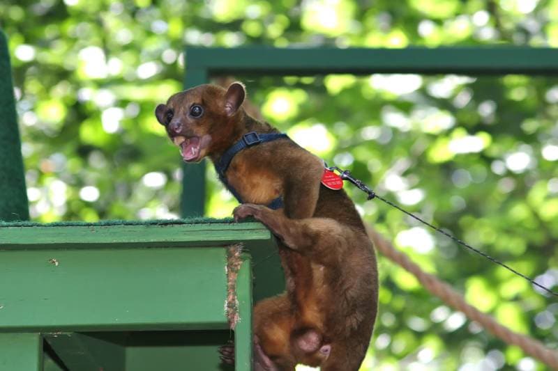 Climbing kinkajou