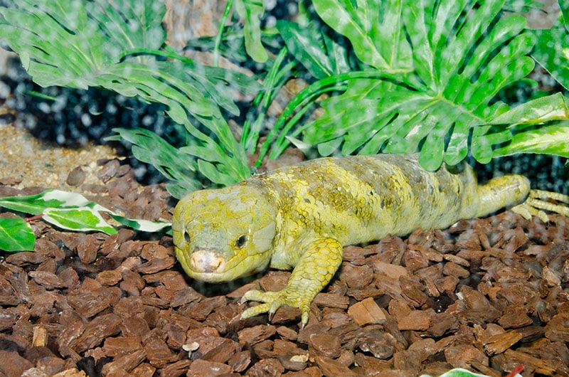 Close up of Monkey-Tailed skink