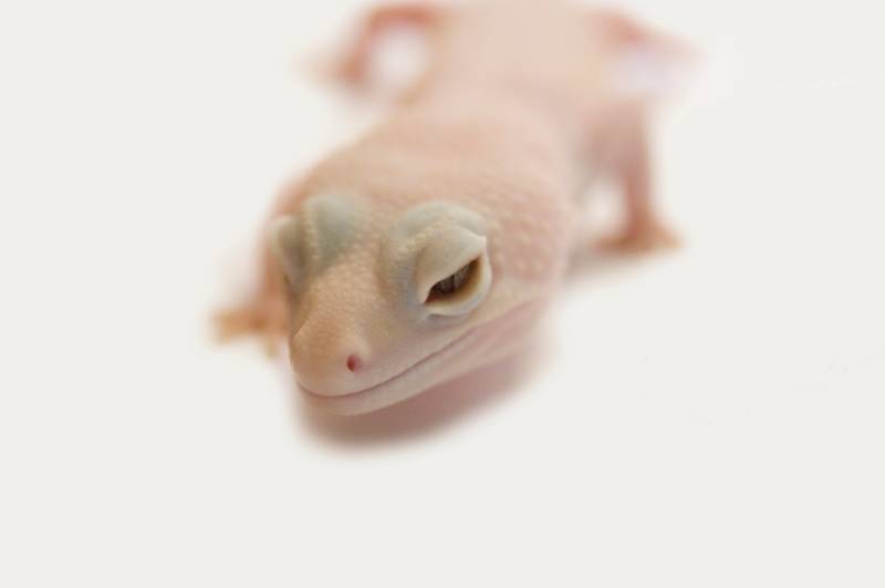 Close up of a Rainwater albino gecko