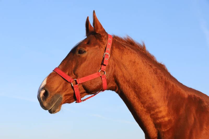 Close up of a beautiful anglo-arabian stallion against blue sky summertime at sunset