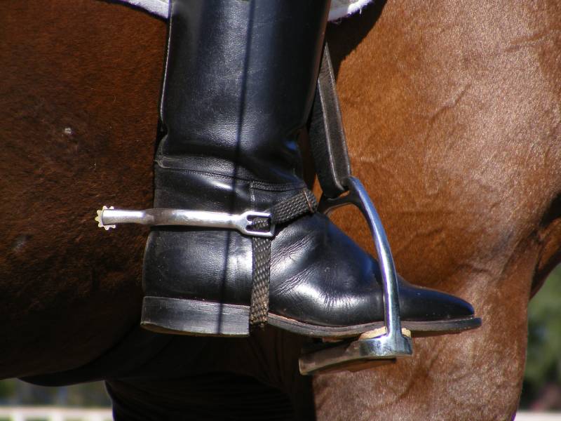 Close up of rider leg with disk spur on it on brown horse