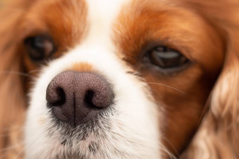 Close up photo of dark pink dry dog nose