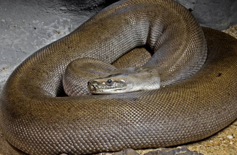 Closeup Patternless Green Burmese Python