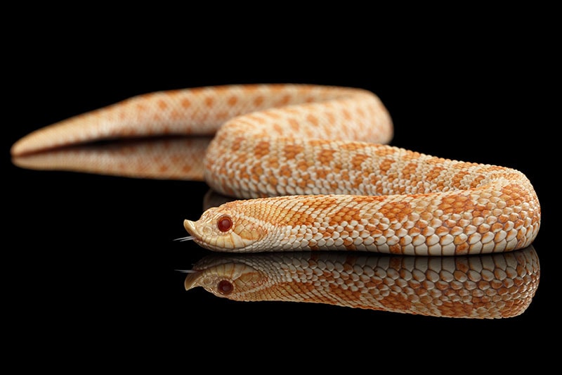 Closeup Pink pastel Albino Western Hognose Snake