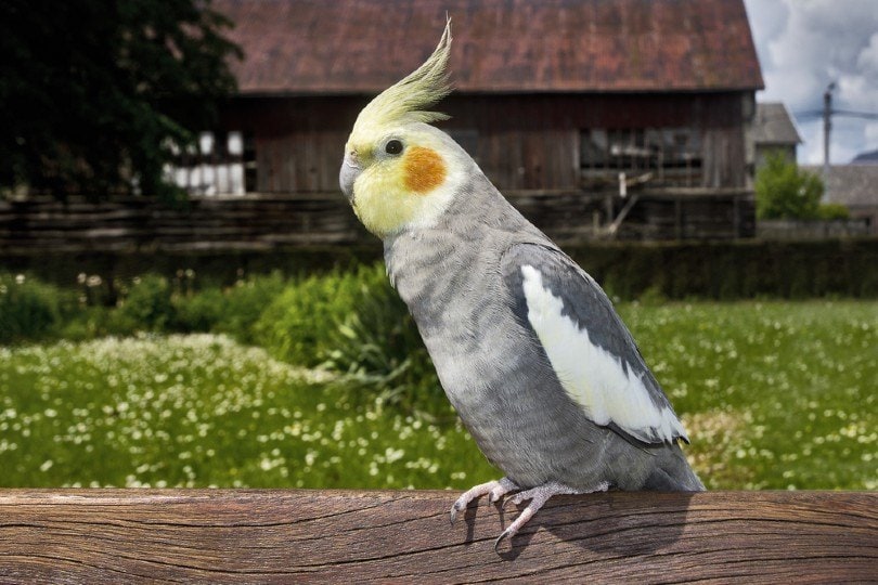 Closeup of a blue cockatiel