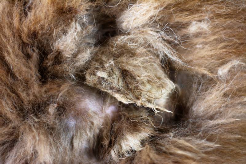 Closeup view of the felted dog brown hair of Siberian Husky dog