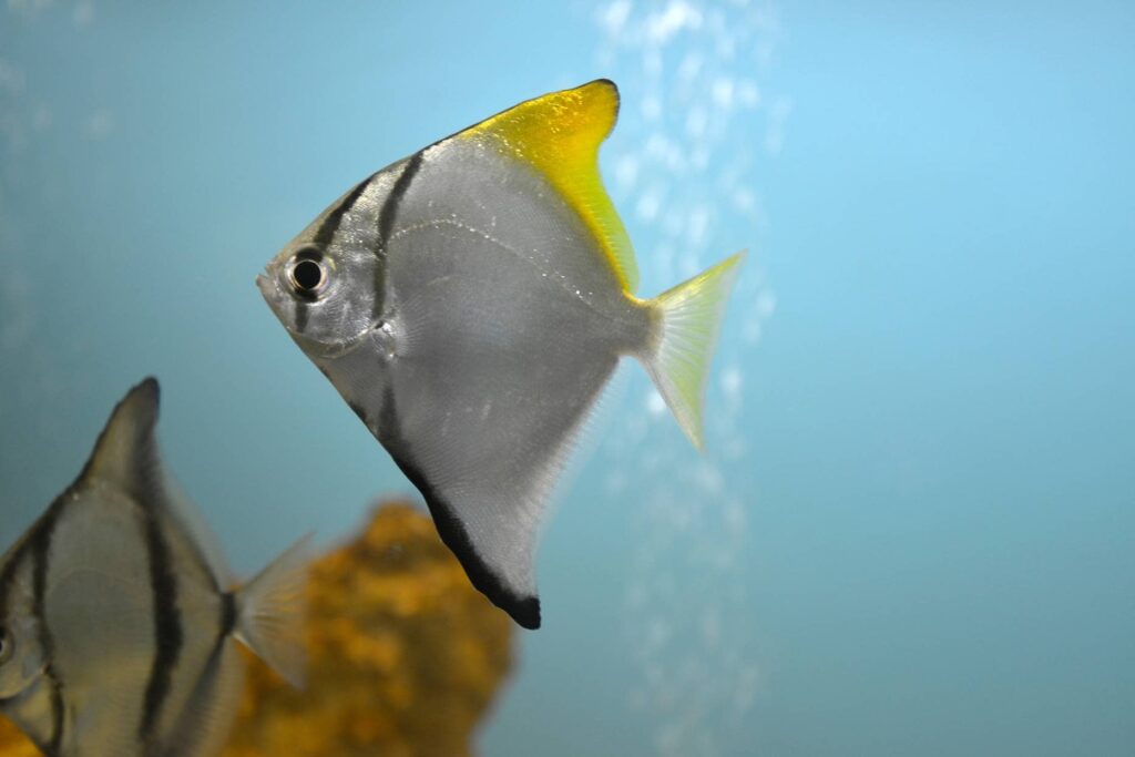 Clown Angelfish