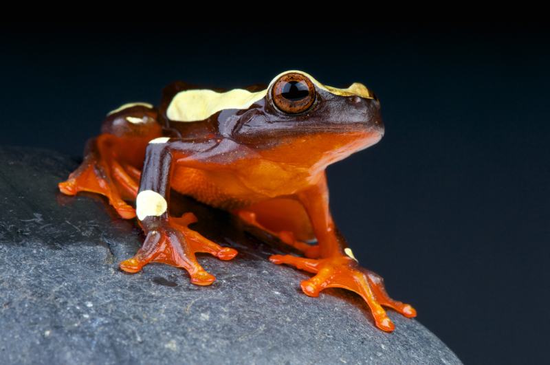Clown Tree Frog Dendropsophus leucophyllatus