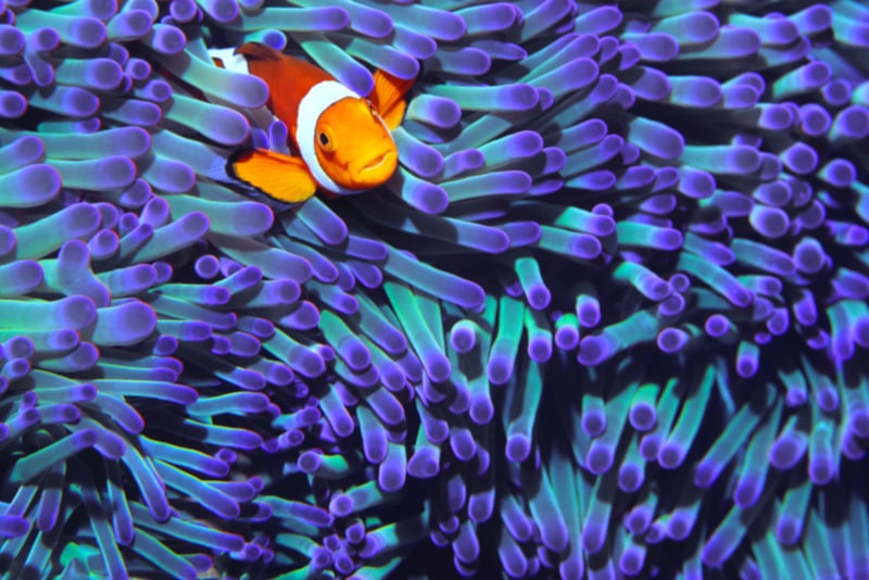 Clown fish and sea anemone