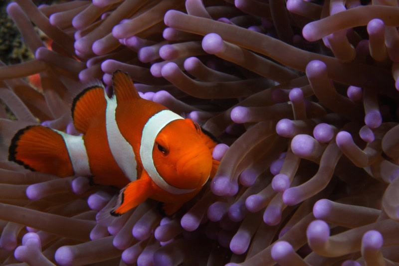 Clown fish beside sea anemone