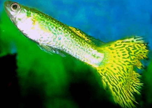 Cobra Guppy