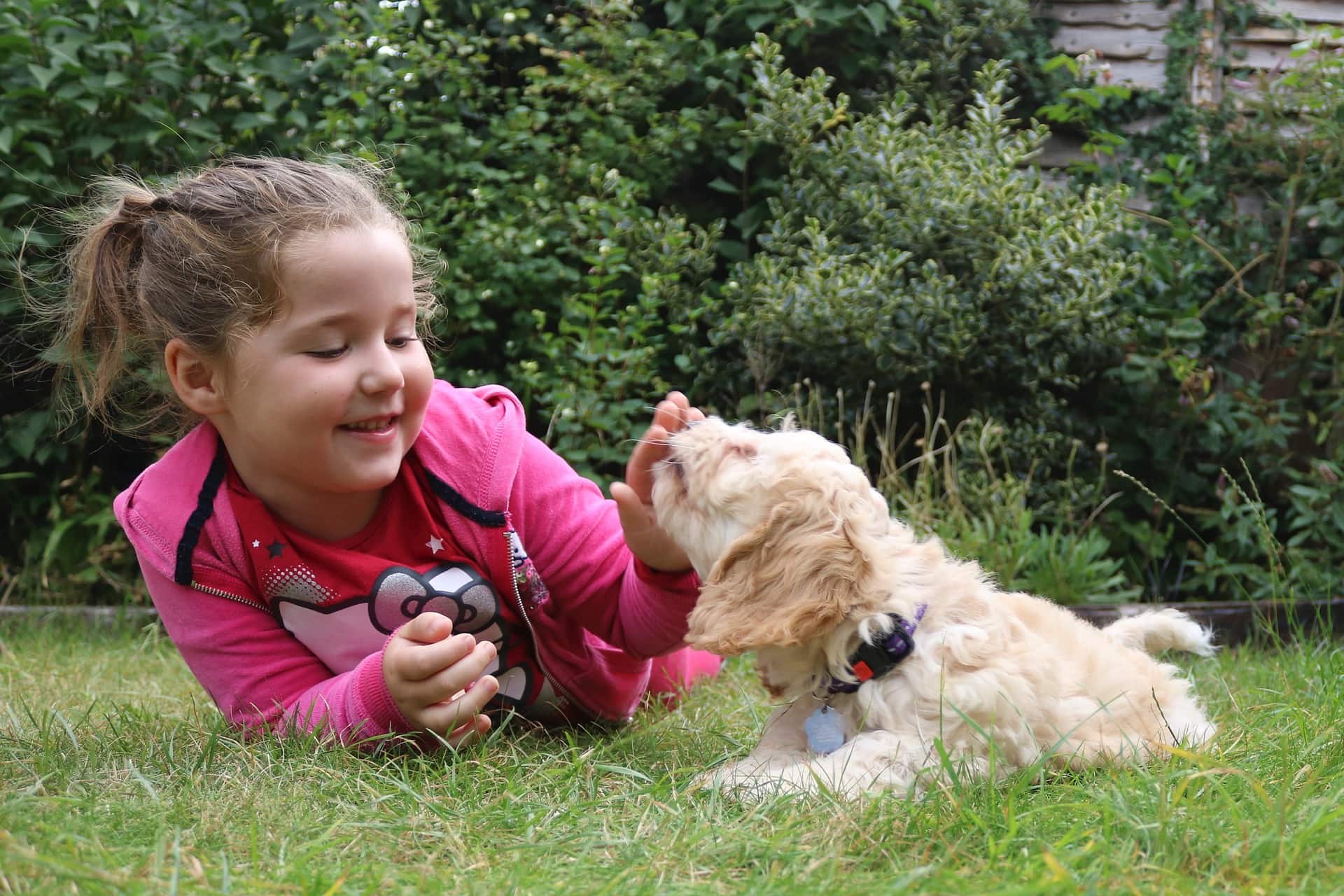 Cockapoo Family-Pixabay