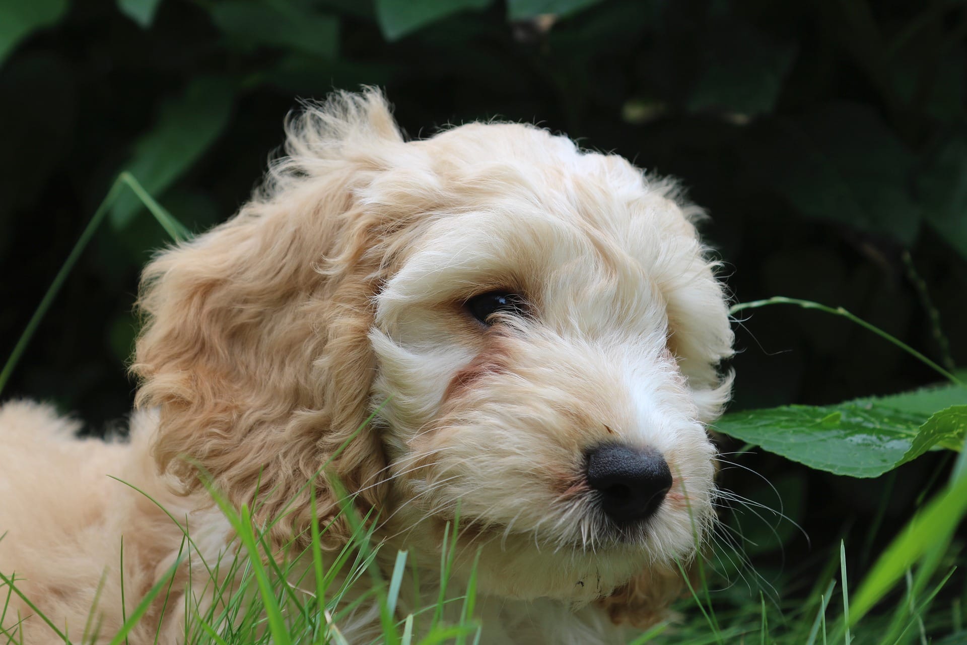 Cockapoo-Pixabay