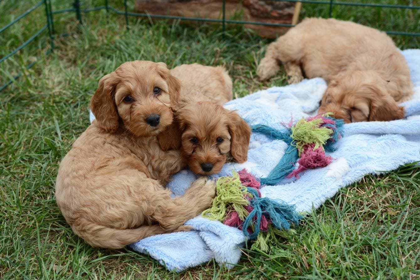 Cockapoos