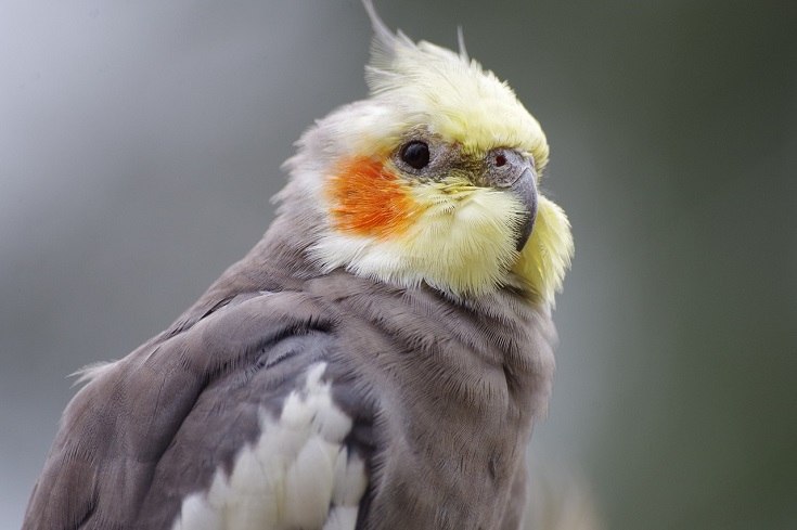 cockatiel_pixabay