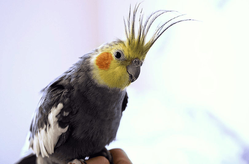 Cockatiel Close Up