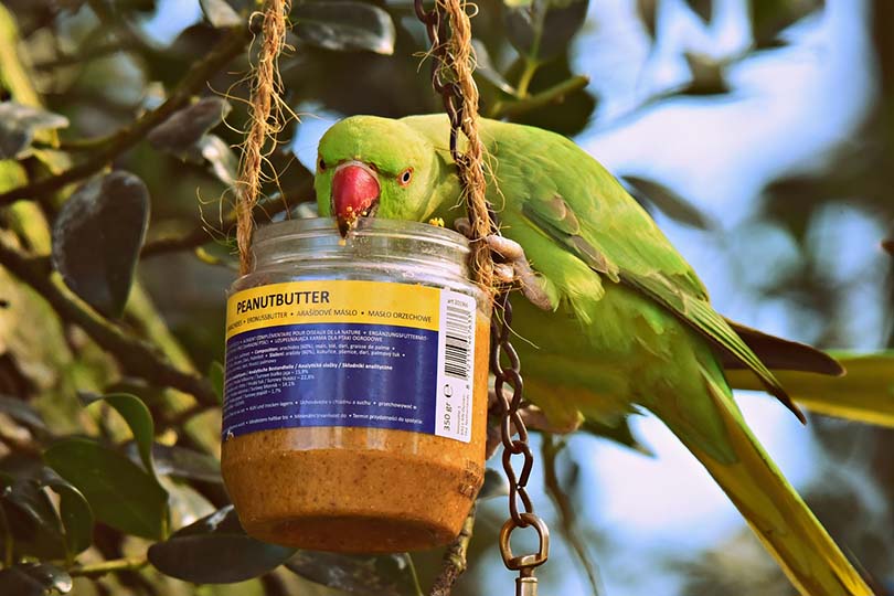 Cockatiel eating peanut butter