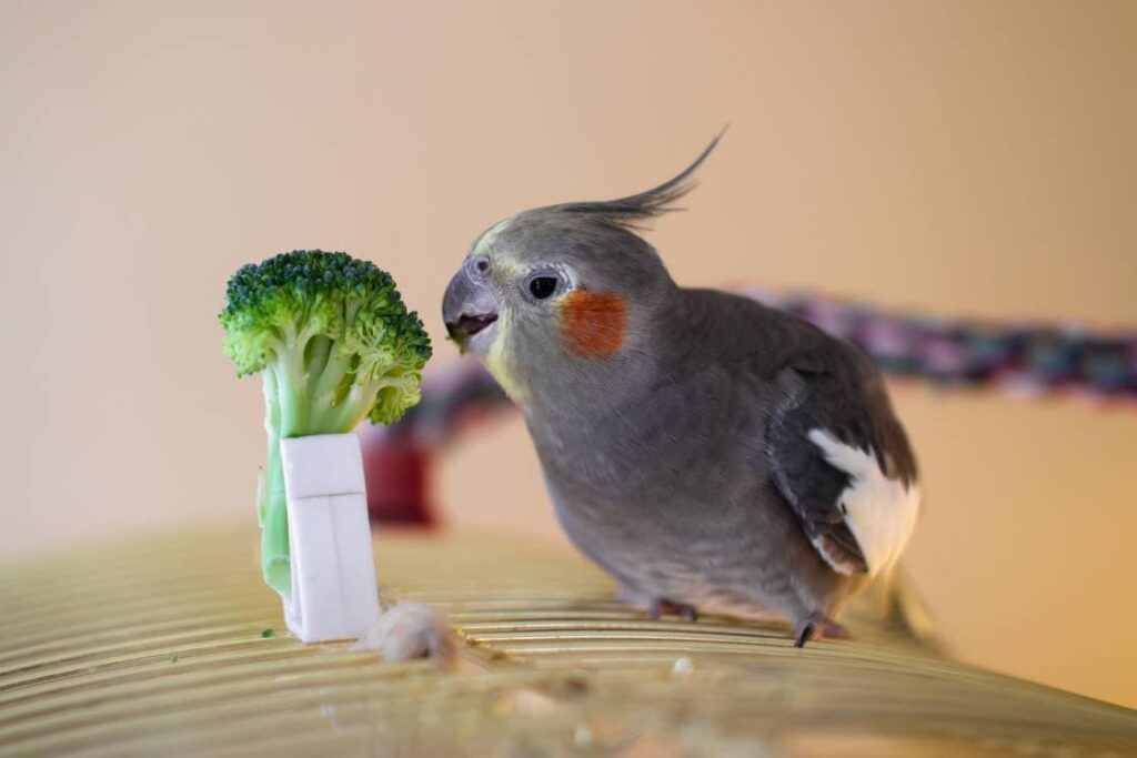 Cockatiels Eat broccoli_Trine Nordeng_Shutterstock