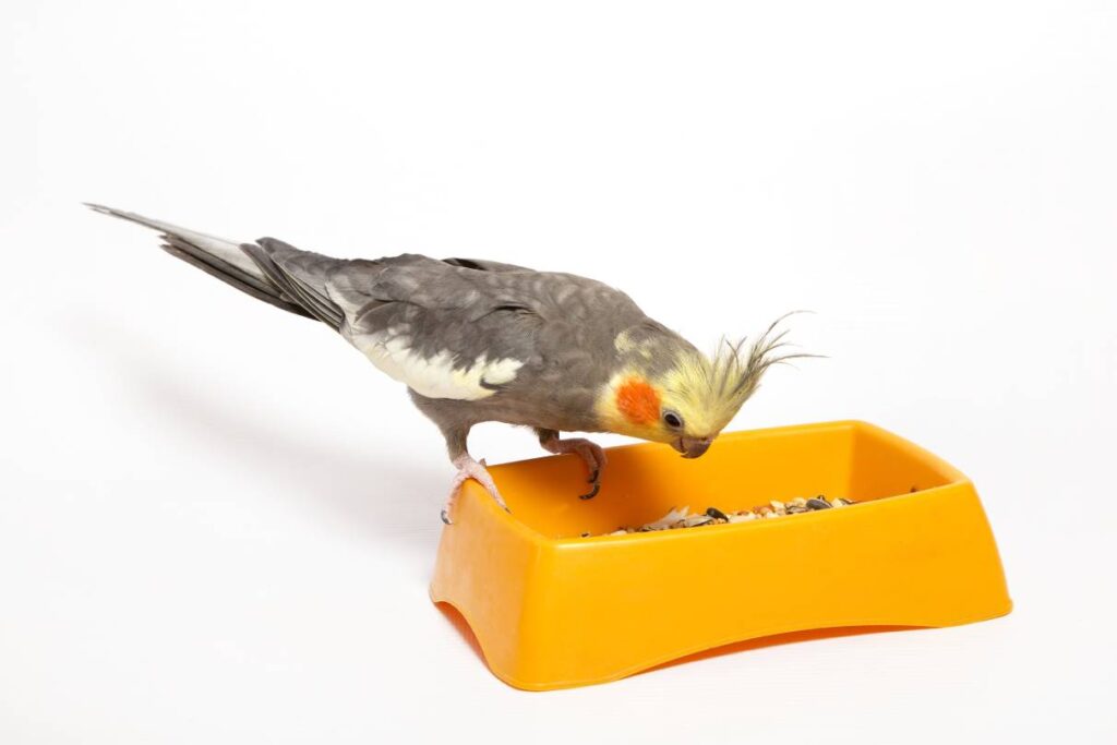Cockatiels Eating