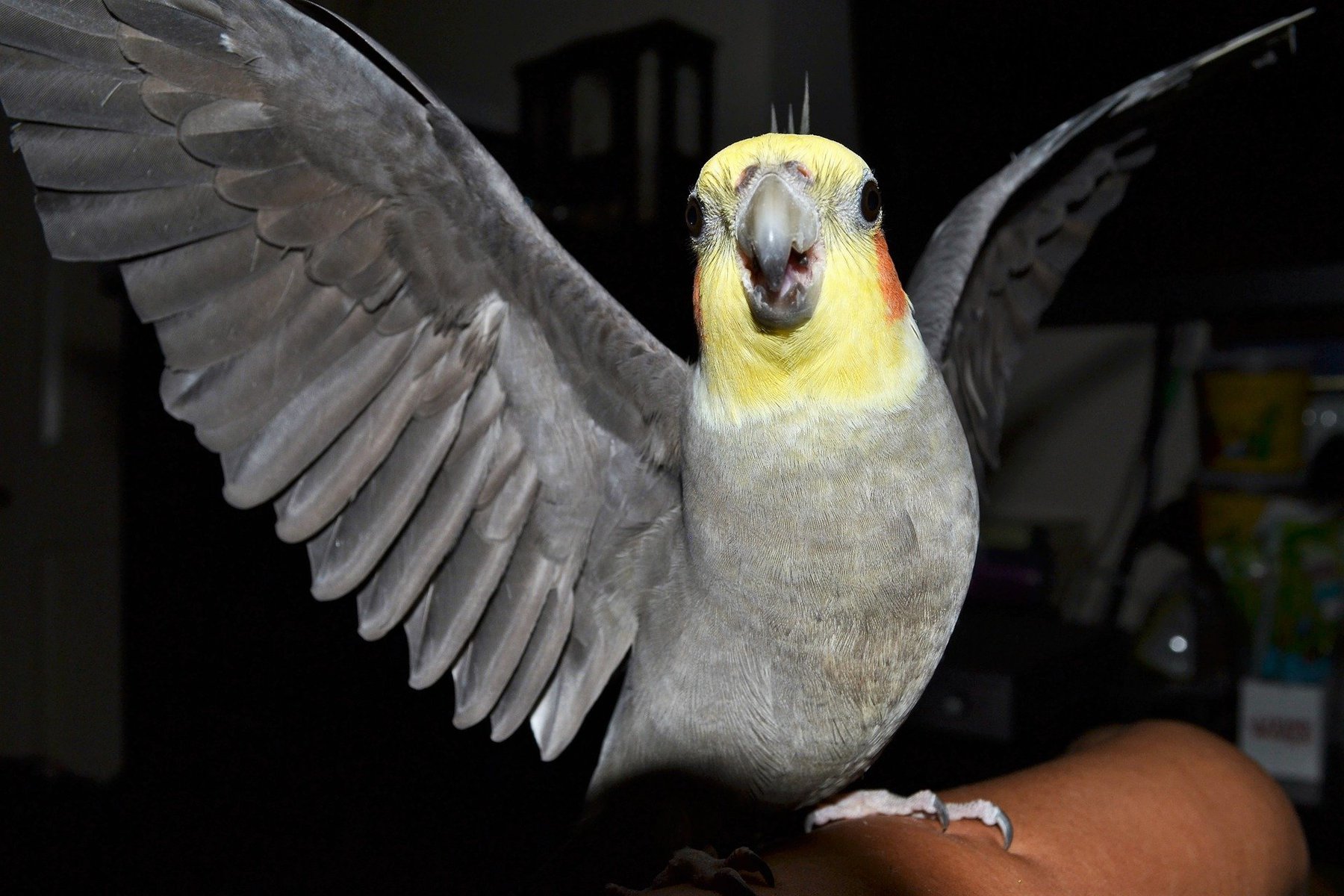 Cockatiel