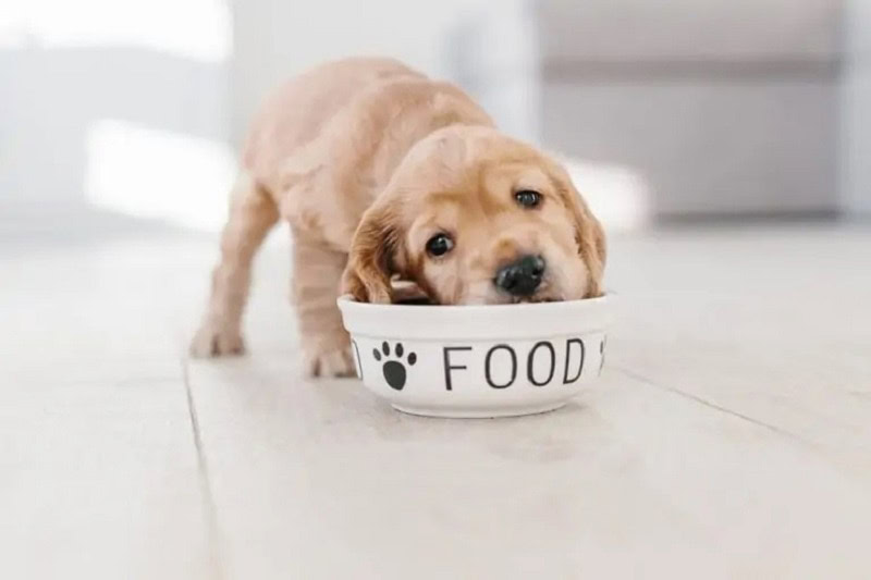 Cocker Spaniel puppy eating_Shutterstock_Switlana Sonyashna