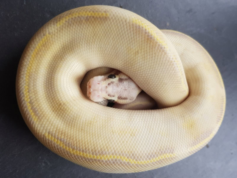 Coiled up ivory ball python