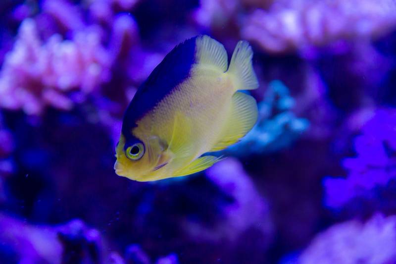 Colin’s angelfish