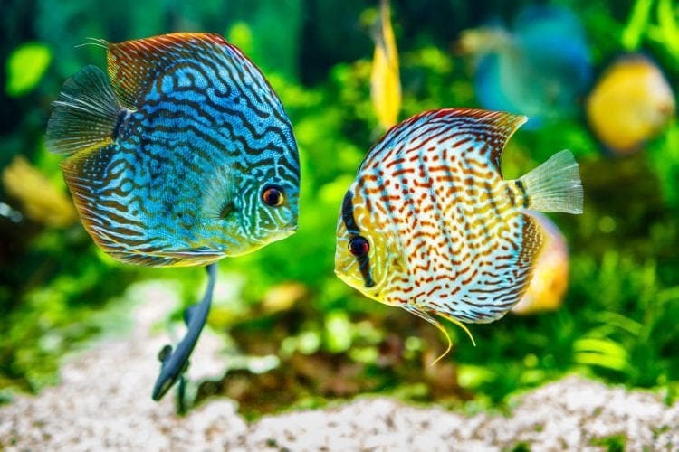 colourful fish in tank