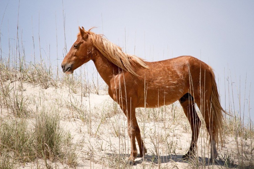 Colonial Spanish horse