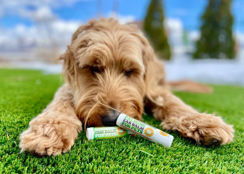  Colorado Hemp Honey CBD Dog Balm - micah sniffing the products outdoor
