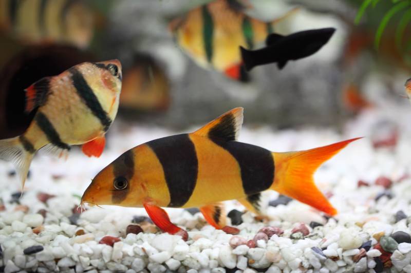 Colorful Clown Loach Fish