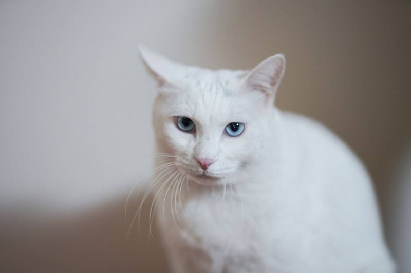 Colorpoint Shorthair