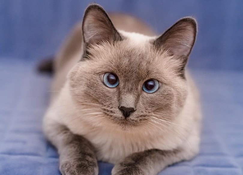 Colorpoint Shorthair