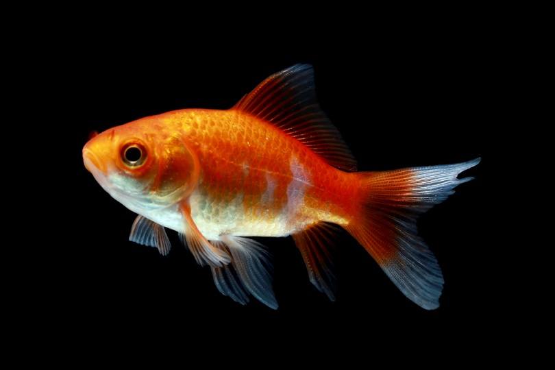 Comet Goldfish on aquarium