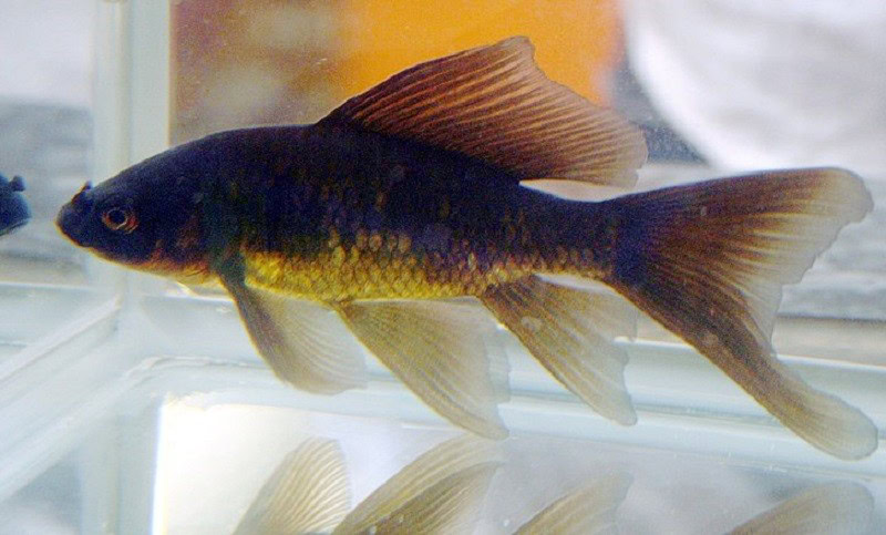 Comet Goldfish