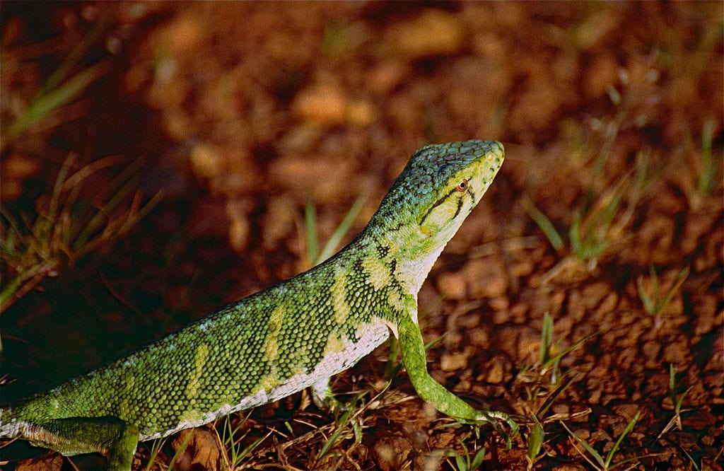 Common Monkey Lizard Polychrus marmoratus