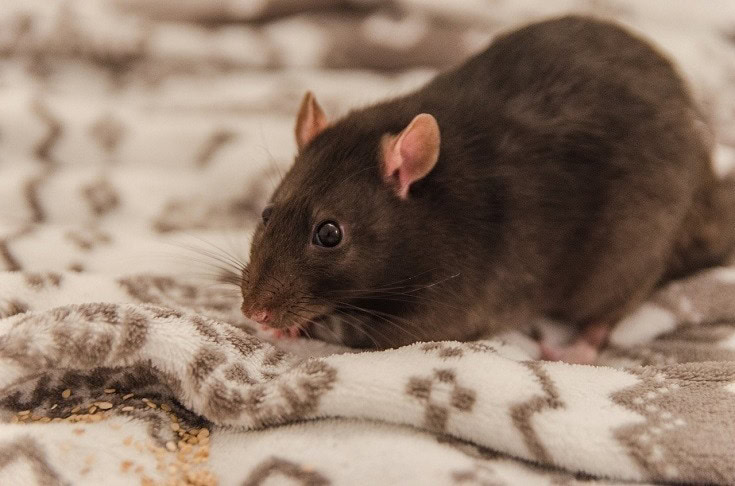 Common Rat