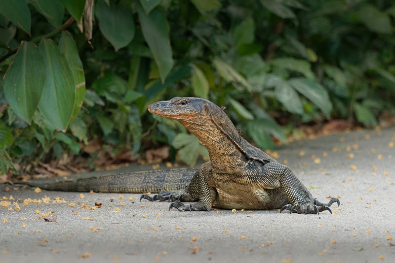 Common Water Monitor