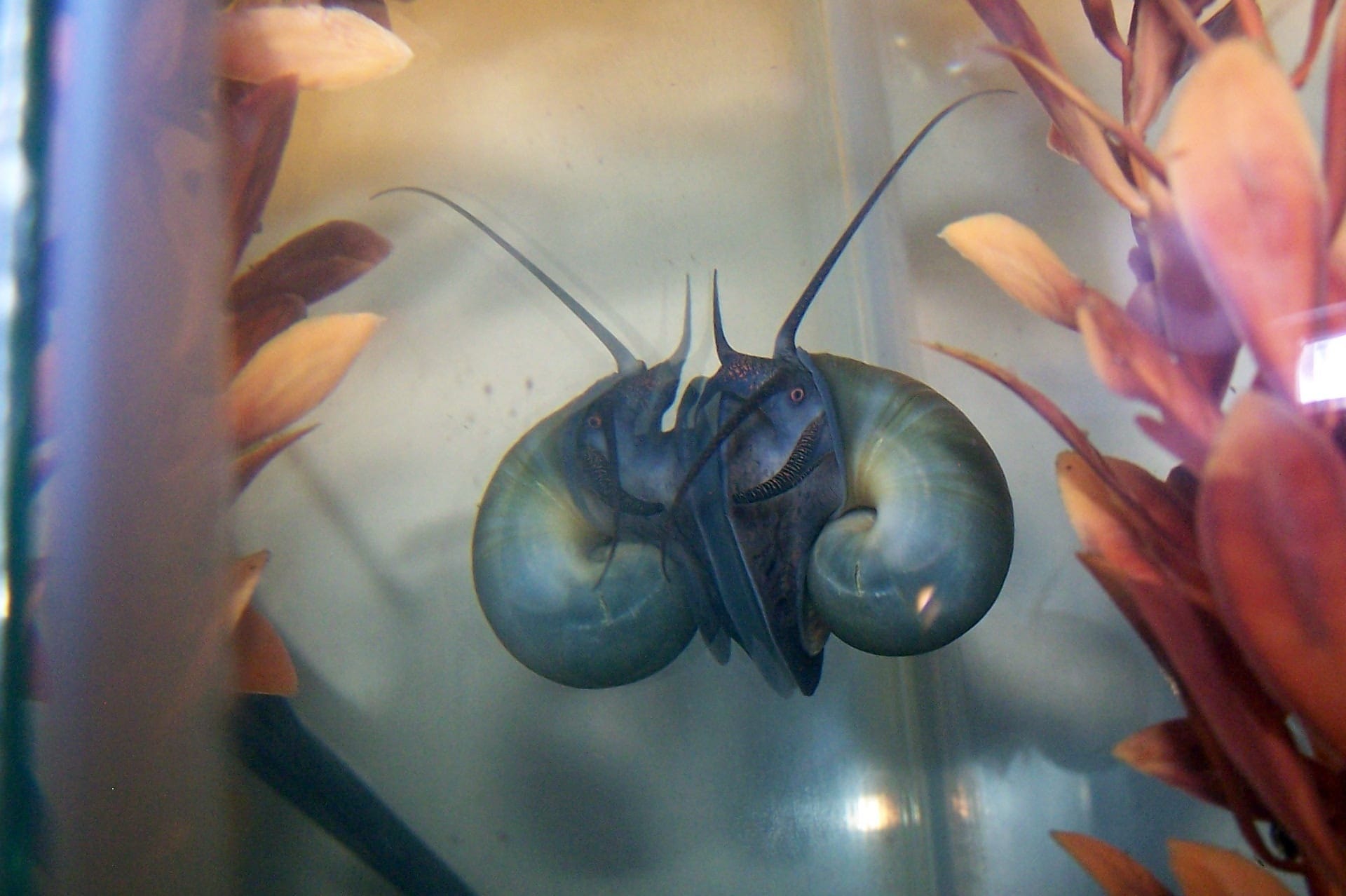 Common applesnail