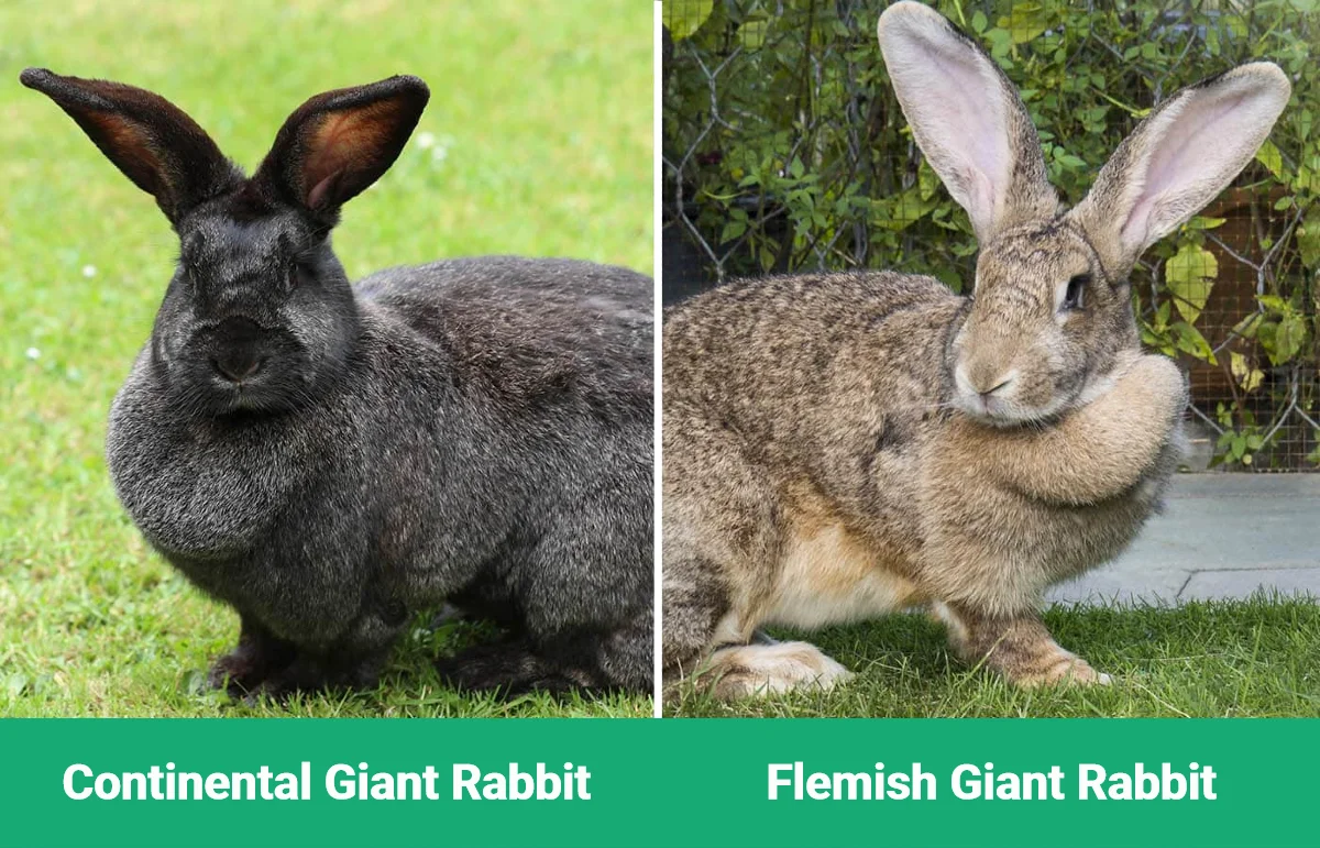 Continental Giant Rabbit vs Flemish Giant Rabbit - Visual Differences